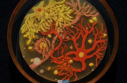 Bilim ve Sanatın Buluşması: Bakterilerden Tablolar
